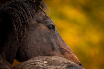 Pferde im Herbst © Nadine Haase
