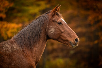 Pferde im Herbst © Nadine Haase