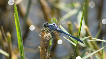 Male eastern pondhawk dragonfly (Erythemis simplicicollis) perched on a twig above the water, in Panama City, Florida, USA © Angela
