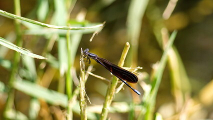 Variable dancer (Argia fumipennis) damselfly perched on a blade of grass, in Panama City, Florida, USA © Angela