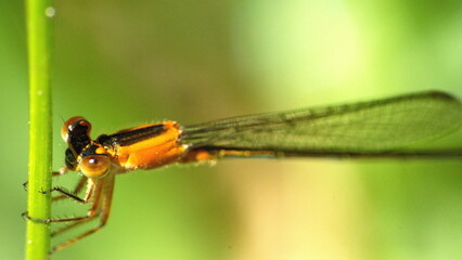 Rambur's forktail (Ischnura ramburii) damselfly on a blade of grass, in Panama City, Florida, USA © Angela