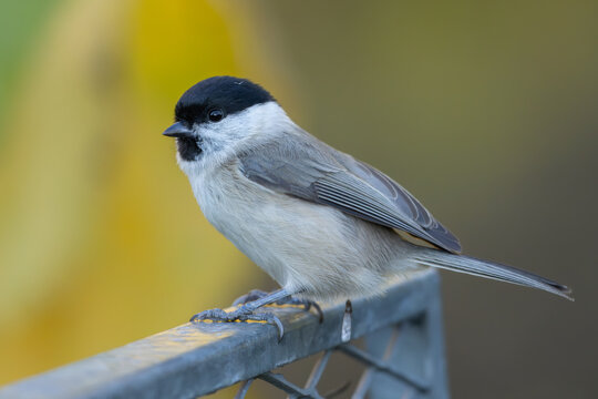 Marsh tit (Poecile palustris) - Sumpfmeise