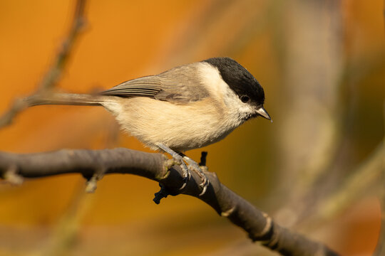 Marsh tit (Poecile palustris) - Sumpfmeise