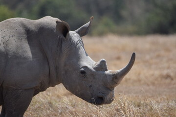 The majestic kenyan Rhino © Yash_Sangle