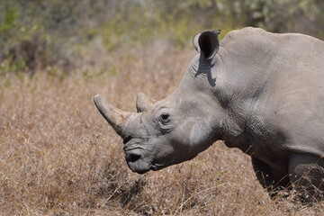 The majestic kenyan Rhino © Yash_Sangle
