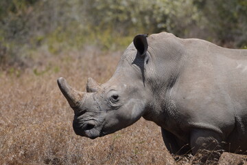 The majestic kenyan Rhino © Yash_Sangle