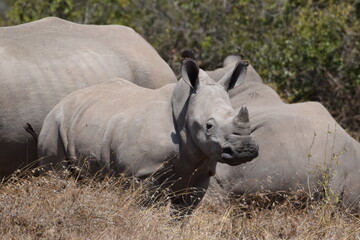 The majestic kenyan Rhino © Yash_Sangle