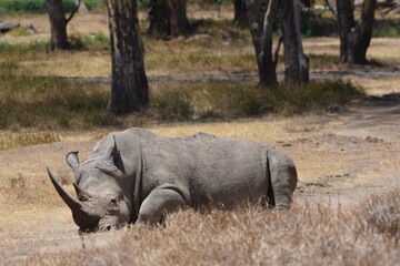 The majestic kenyan Rhino © Yash_Sangle