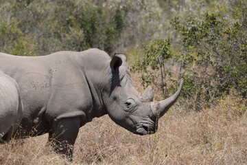 The majestic kenyan Rhino © Yash_Sangle