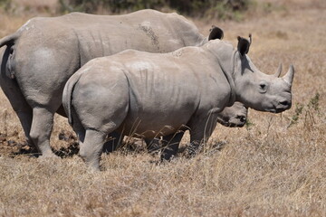 The majestic kenyan Rhino © Yash_Sangle