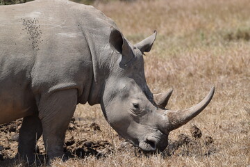 The majestic kenyan Rhino © Yash_Sangle