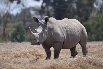 The majestic kenyan Rhino © Yash_Sangle