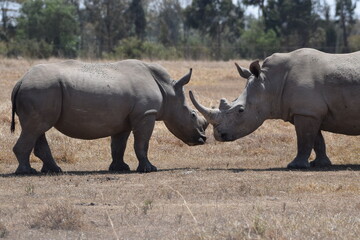 The majestic kenyan Rhino © Yash_Sangle