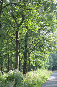 Wanderweg im Deuster