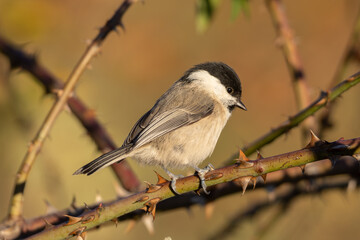 Obraz premium Willow tit (Poecile montanus) - Weidenmeise