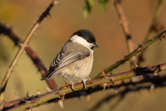 Willow tit (Poecile montanus) - Weidenmeise