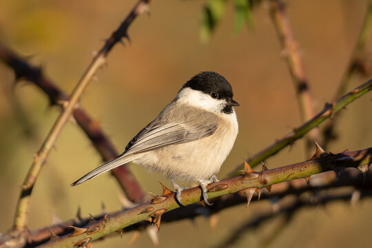 Willow tit (Poecile montanus) - Weidenmeise