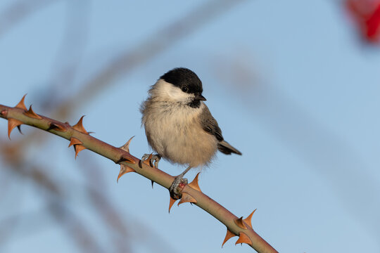 Willow tit (Poecile montanus) - Weidenmeise