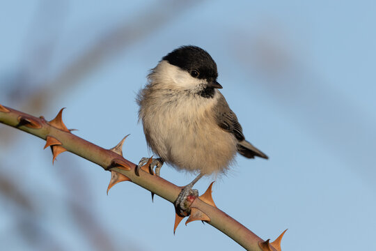 Willow tit (Poecile montanus) - Weidenmeise
