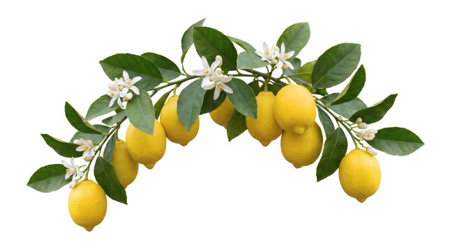 Fresh organic lemon branch with ripe yellow citrus fruits green leaves and white blossoms isolated on white