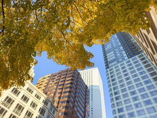 Obraz premium modern office buildings and autumnal tree