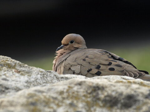 Mourning Dove On Rock