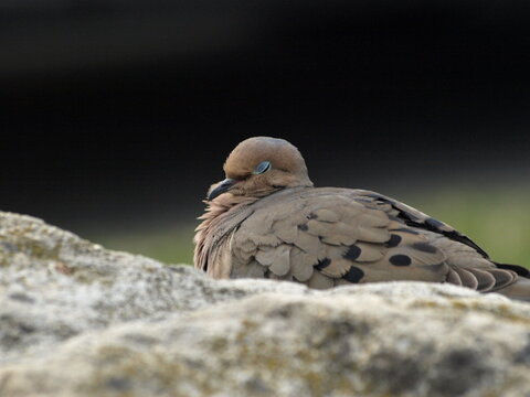 Mourning Dove On Rock - Eyes Closed