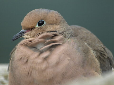 Mourning Dove - Close Up With Head Turned