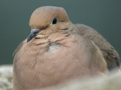 Mourning Dove - Close Up