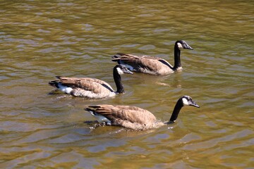 Three Canada geese swimming on an autumn river © fluffypw88