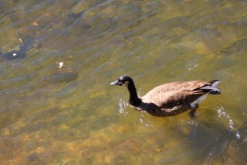 Canada goose swimming on an autumn river © fluffypw88