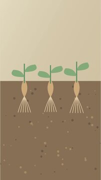 Bulbes de fleurs plant&eacute;s dans la terre avec racines en croissance