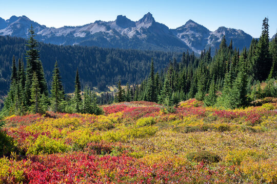 Vibrant autumn foliage carpets a mountain meadow below rugged peaks and evergreen forests at Mount Rainier