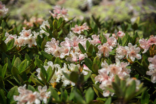 Flowers of the Caucasian rhododendron in their natural habitat.