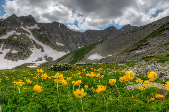 Globeflower blossoms bloom in the mountains of the North Caucasus.