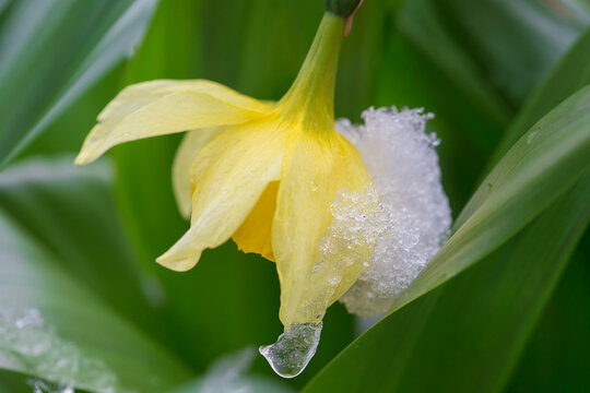Yellow flowers covered in snow.