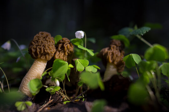 Spring morel mushrooms grow in the forest.