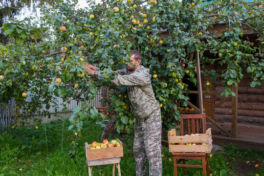 A 50-year-old European man is picking apples from an apple tree.