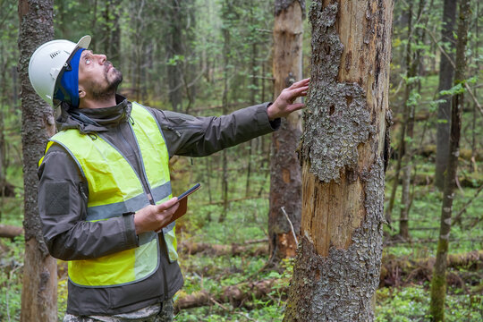 A man, a forestry engineer, inspects dying forest stands.