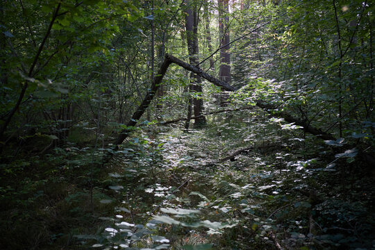 Sunlight filtering through the dense canopy of a lush green forest with a fallen tree branch