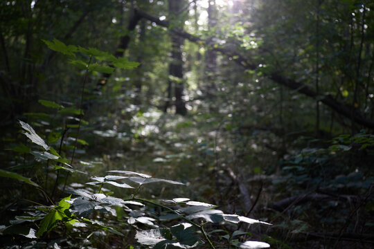 Sunlight filtering through the dense canopy of a lush green forest during the summer season