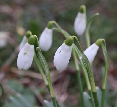 Snowdrops, the first flowers in spring.