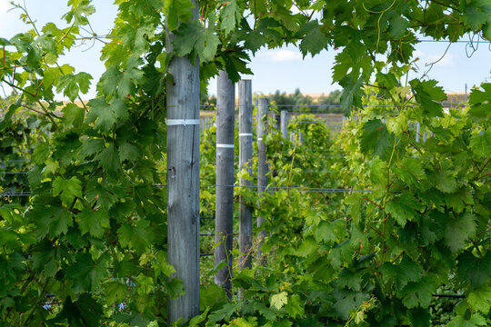 Vineyard row with wooden support posts and green grapevine leaves
