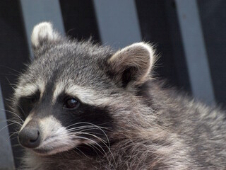 Raccoon Close-Up - Head Turned © Curtis J. Alexander