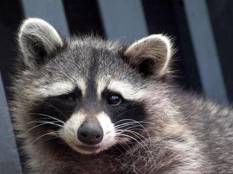Raccoon Close-Up 