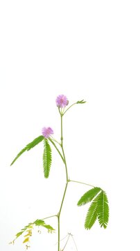 Time lapse of Mimosa pudica flowering from buds to fluffy pink-purple flower heads, followed by wilting and yellowing foliage. Sensitive leaves repeatedly open, close and sway on white background.