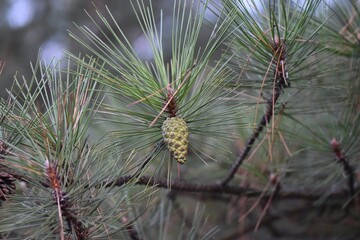 Pine branch with a green cone on a blurred background of pine needles close up © Stan