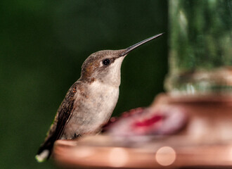 hummingbird feeding on feeder © Manuel