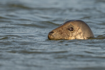 Harbor Seal (Phoca vitulina) emerges from water in the morning as it observes its surroundings © bios48