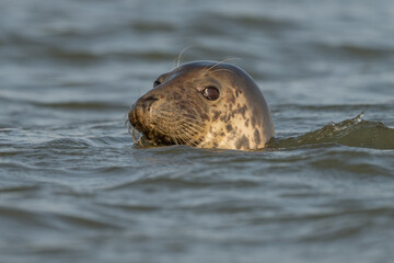 Fototapeta premium Harbor Seal (Phoca vitulina) emerges from water in the morning as it observes its surroundings